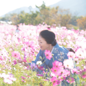 新潟県のコスモス畑に佇む桜川舞