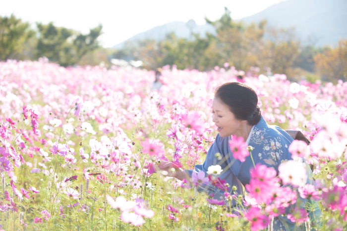 日本・新潟県の華やかなピンクのコスモス畑に佇む桜川舞