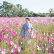 新潟県のコスモス畑に佇む桜川舞