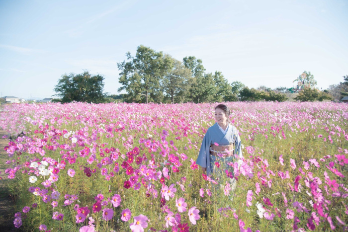 日本・新潟県の華やかなピンクのコスモス畑に佇む桜川舞